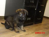 REX, a male German Shepherd Dog for sale in Elsberry, MO – 1 of 8