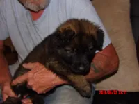 BEAR, a male German Shepherd Dog for sale in Elsberry, MO – 4 of 6