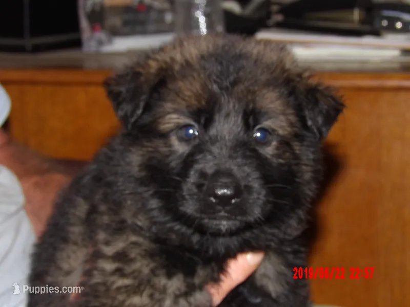 FLUFFY – German Shepherd Dog puppy for sale in Elsberry, MO
