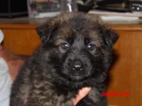 FLUFFY, a female German Shepherd Dog for sale in Elsberry, MO – 1 of 6