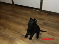 Hondo, a male German Shepherd Dog for sale in Elsberry, MO – 6 of 9