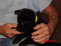 Heidi, a female German Shepherd Dog for sale in Elsberry, MO – 3 of 7