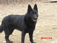 Heidi, a female German Shepherd Dog for sale in Elsberry, MO – 6 of 7