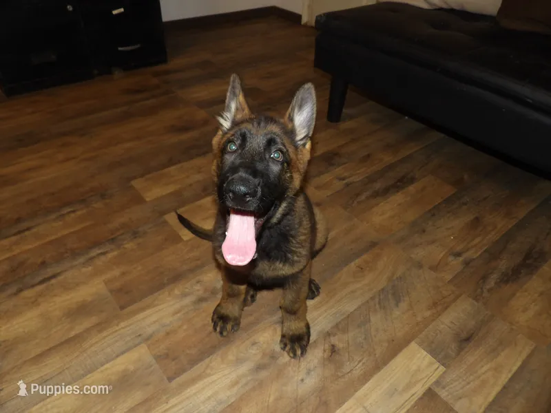 REX – German Shepherd Dog puppy for sale in Elsberry, MO