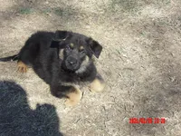 THOR, a male German Shepherd Dog for sale in Elsberry, MO – Photo 1 of 4