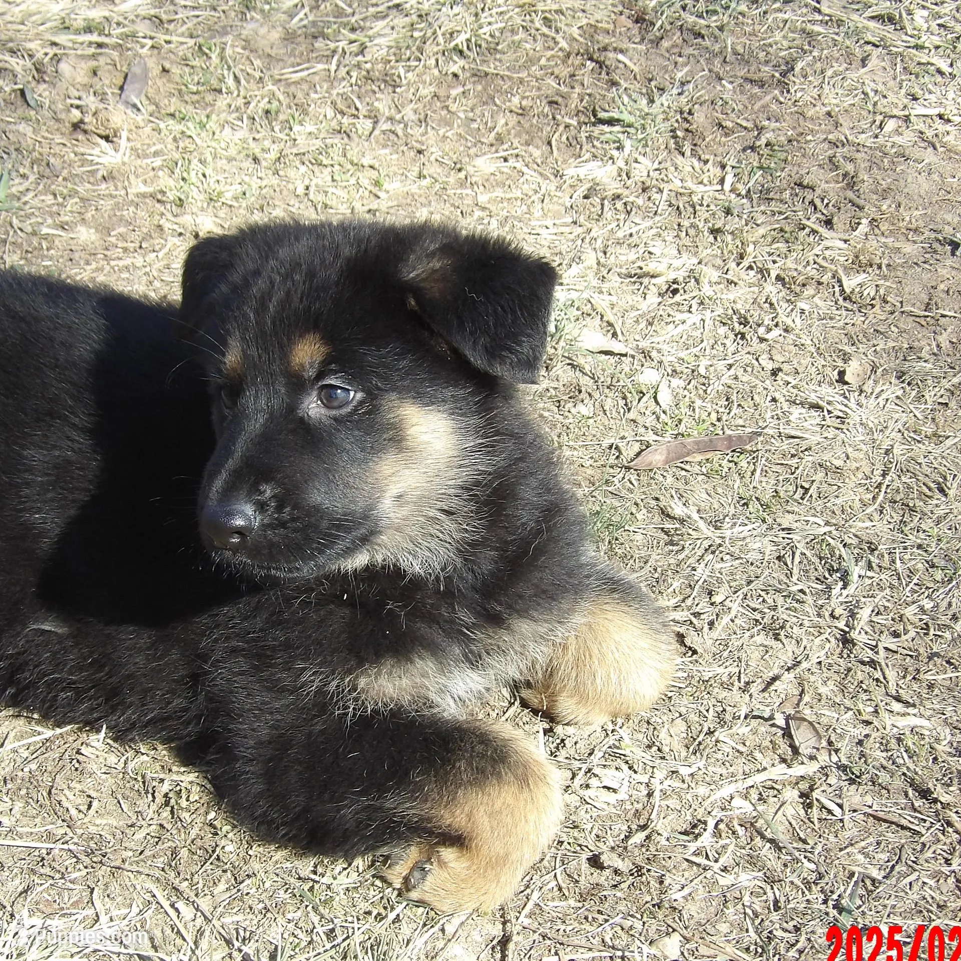 THOR, a male German Shepherd Dog for sale in Elsberry, MO – Photo 2 of 4
