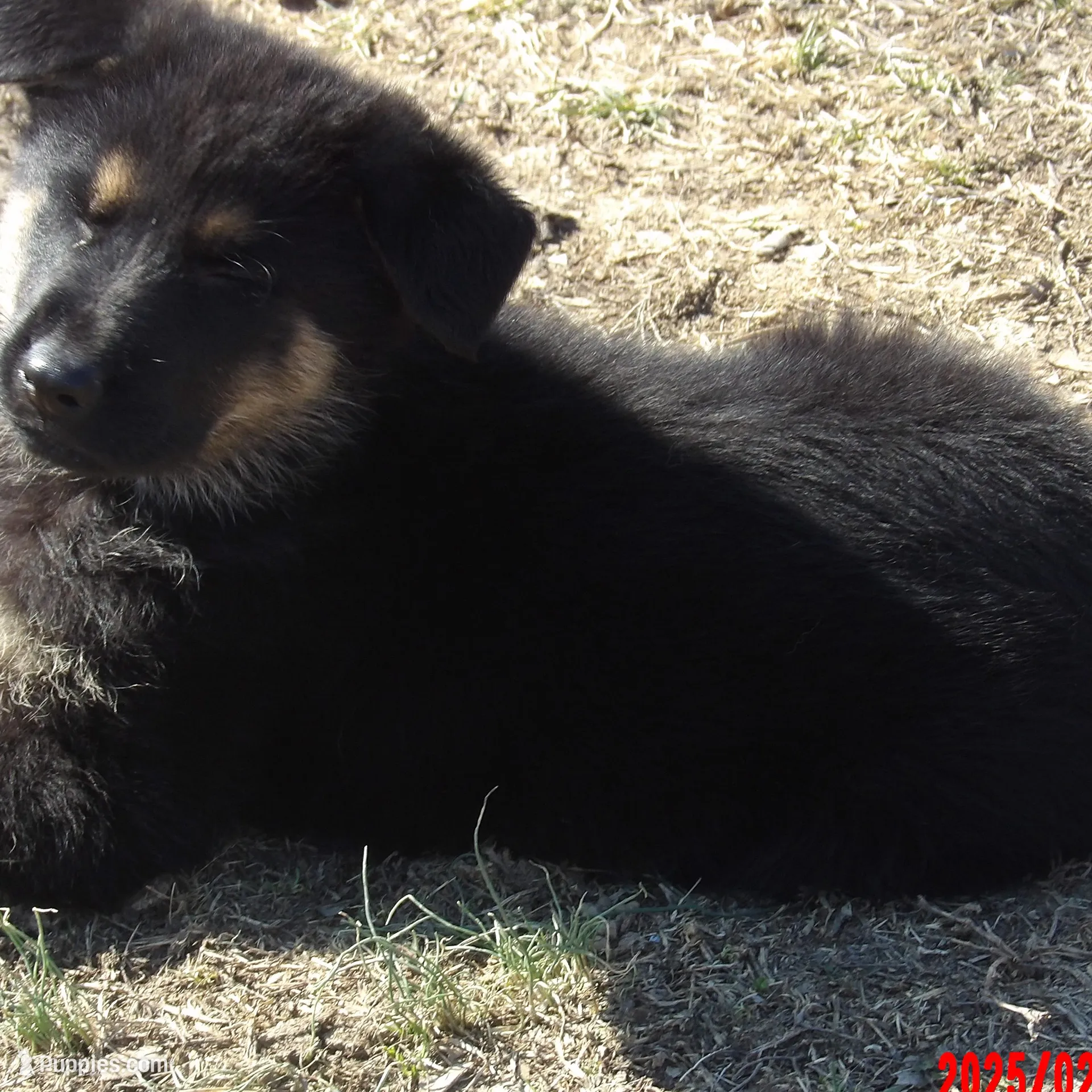 THOR, a male German Shepherd Dog for sale in Elsberry, MO – Photo 3 of 4