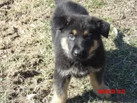 THOR, a male German Shepherd Dog for sale in Elsberry, MO – Photo 4 of 4