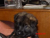 FLUFFY, a female German Shepherd Dog for sale in Elsberry, MO – 3 of 6