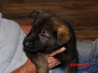 REX, a male German Shepherd Dog for sale in Elsberry, MO – 5 of 8