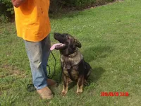 LUKE, a male German Shepherd Dog for sale in Elsberry, MO – 5 of 9