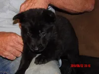 Heidi, a female German Shepherd Dog for sale in Elsberry, MO – 2 of 7