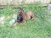 REX, a male German Shepherd Dog for sale in Elsberry, MO – 5 of 10