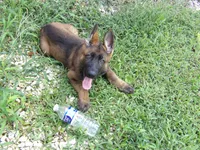 REX, a male German Shepherd Dog for sale in Elsberry, MO – 6 of 10