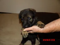 sassy, a female German Shepherd Dog for sale in Elsberry, MO – 4 of 8