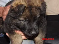 BEAR, a male German Shepherd Dog for sale in Elsberry, MO – 2 of 6
