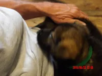 REX, a male German Shepherd Dog for sale in Elsberry, MO – 4 of 8