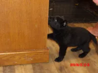 Hondo, a male German Shepherd Dog for sale in Elsberry, MO – 7 of 9