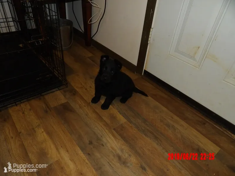 Hondo – German Shepherd Dog puppy for sale in Elsberry, MO