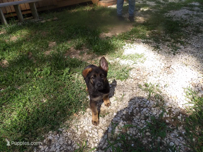 sassy – German Shepherd Dog puppy for sale in Elsberry, MO