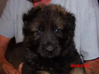 BEAR, a male German Shepherd Dog for sale in Elsberry, MO – 3 of 6