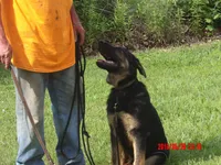 THOR, a male German Shepherd Dog for sale in Elsberry, MO – 2 of 9