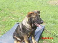 LUKE, a male German Shepherd Dog for sale in Elsberry, MO – 3 of 9