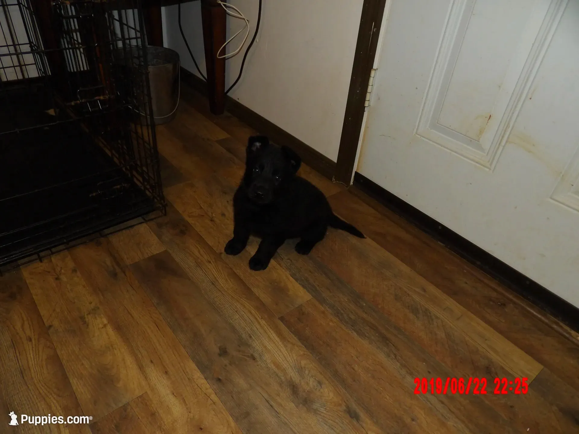 Hondo, a male German Shepherd Dog for sale in Elsberry, MO – 2 of 9