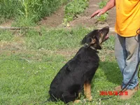 THOR, a male German Shepherd Dog for sale in Elsberry, MO – 7 of 9