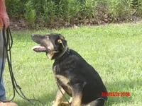 THOR, a male German Shepherd Dog for sale in Elsberry, MO – 3 of 9