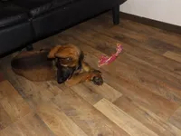 REX, a male German Shepherd Dog for sale in Elsberry, MO – 8 of 10