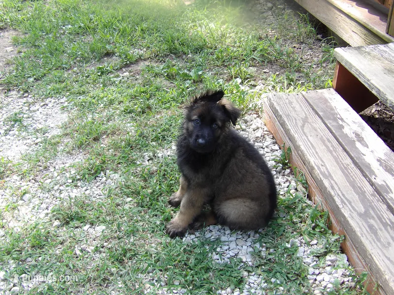 BEAR – German Shepherd Dog puppy for sale in Elsberry, MO
