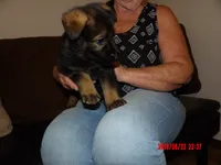 sassy, a female German Shepherd Dog for sale in Elsberry, MO – 6 of 8