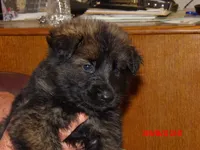 FLUFFY, a female German Shepherd Dog for sale in Elsberry, MO – 2 of 6