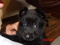Heidi, a female German Shepherd Dog for sale in Elsberry, MO – 4 of 7