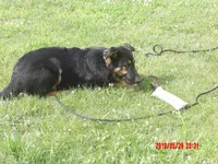 THOR, a male German Shepherd Dog for sale in Elsberry, MO – 6 of 9