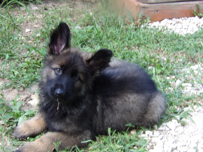 FLUFFY – German Shepherd Dog puppy for sale in Elsberry, MO