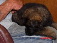 FLUFFY, a female German Shepherd Dog for sale in Elsberry, MO – 4 of 6