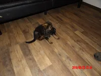 sassy, a female German Shepherd Dog for sale in Elsberry, MO – 3 of 8