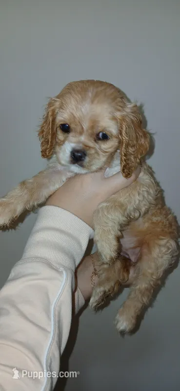 Buff Female  – Cocker Spaniel, Cavalier King Charles Spaniel puppy for sale in Winchester, KY