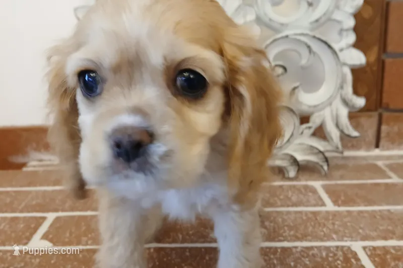 Buff Female  – Cocker Spaniel, Cavalier King Charles Spaniel puppy for sale in Winchester, KY
