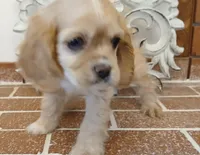 Buff Female , a female Cocker Spaniel and Cavalier King Charles Spaniel for sale in Winchester, KY – Photo 2 of 4