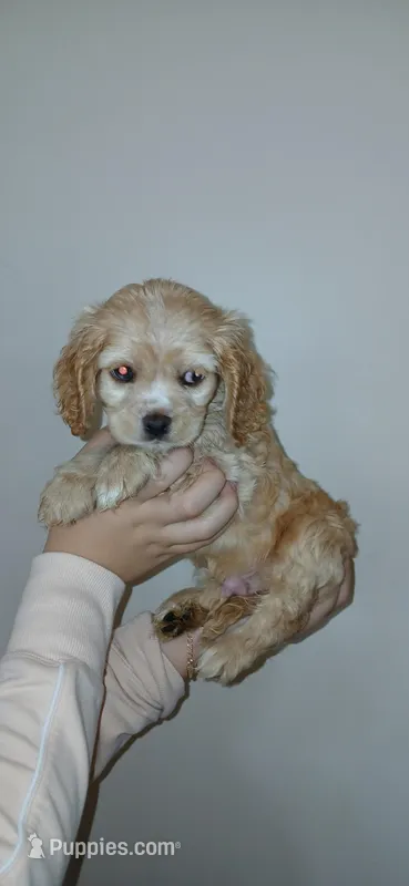 LG buff male  – Cocker Spaniel, Cavalier King Charles Spaniel puppy for sale in Winchester, KY