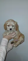 LG buff male , a male Cocker Spaniel and Cavalier King Charles Spaniel for sale in Winchester, KY – Photo 1 of 4