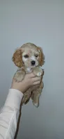 LG buff male , a male Cocker Spaniel and Cavalier King Charles Spaniel for sale in Winchester, KY – Photo 2 of 4
