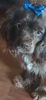 Buff male 1, a male Cocker Spaniel and Cavalier King Charles Spaniel for sale in Winchester, KY – Photo 6 of 6
