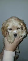 LG buff male , a male Cocker Spaniel and Cavalier King Charles Spaniel for sale in Winchester, KY – Photo 4 of 4