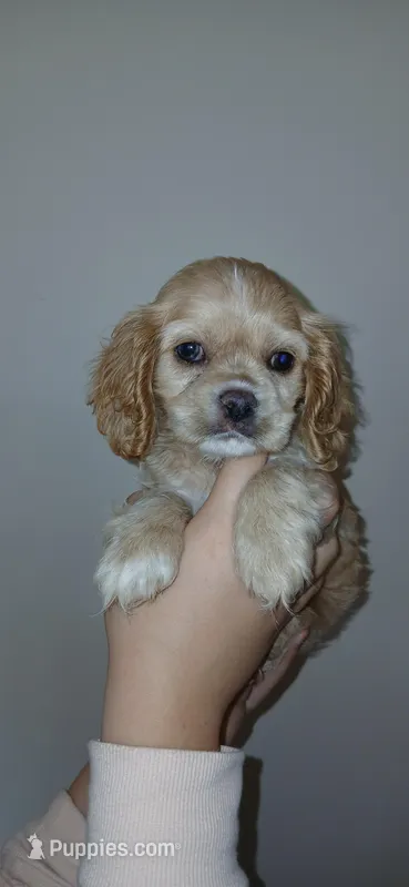 Sm buff male  – Cocker Spaniel, Cavalier King Charles Spaniel puppy for sale in Winchester, KY