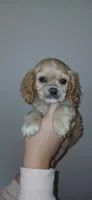 Sm buff male , a male Cocker Spaniel and Cavalier King Charles Spaniel for sale in Winchester, KY – Photo 1 of 3
