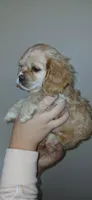 Sm buff male , a male Cocker Spaniel and Cavalier King Charles Spaniel for sale in Winchester, KY – Photo 3 of 3